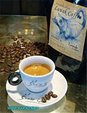 هل تعرف مصدر أغلى قهوة في العالم؟ مشاركة من الاخت هيفاء من لبنان Ooouso10