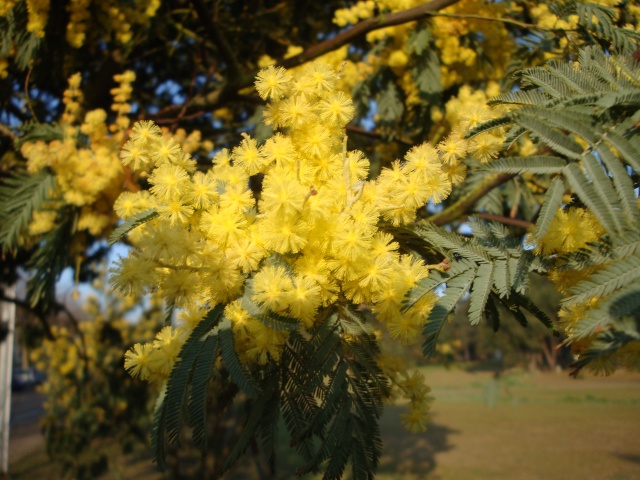 le printemps au jardin Faune_19