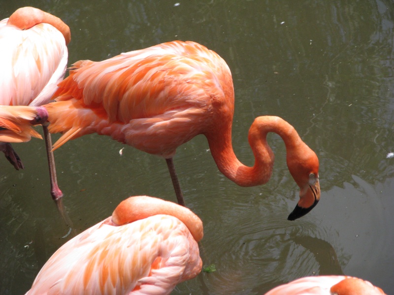 flamand rose zoo granby Ete_2207