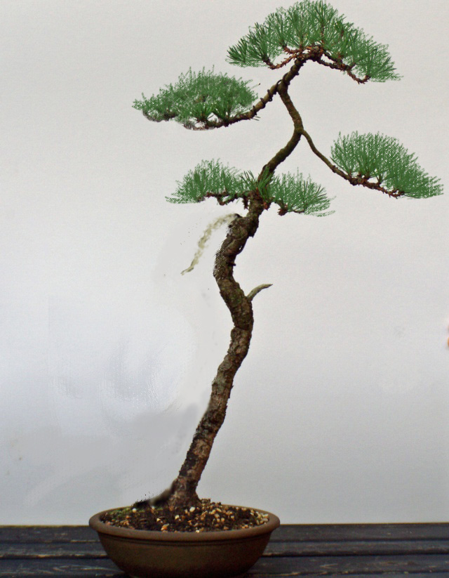 First Posting - Another Scots Pine Virt211