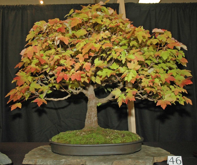 Carolina Bonsai Expo - Page 2 Red-ma10