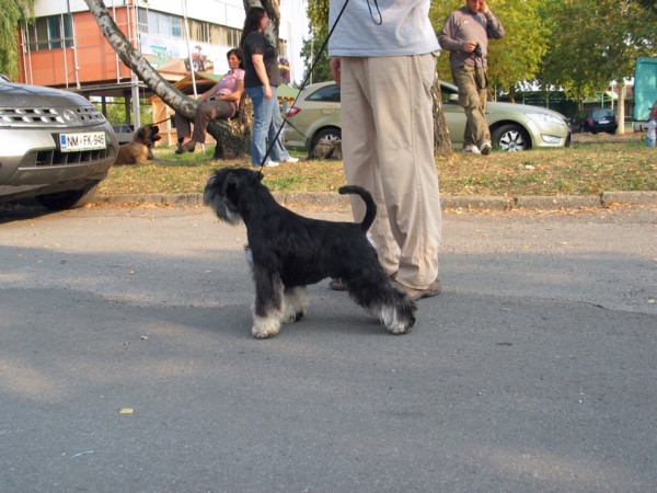 International Dog Show - Novi Sad (Srb) Novisa14