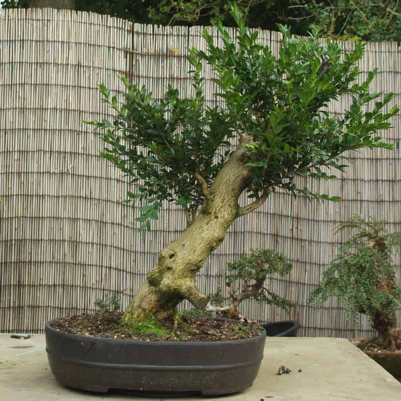 Stump it up, or what to look for in Urban Yamadori. Box-210