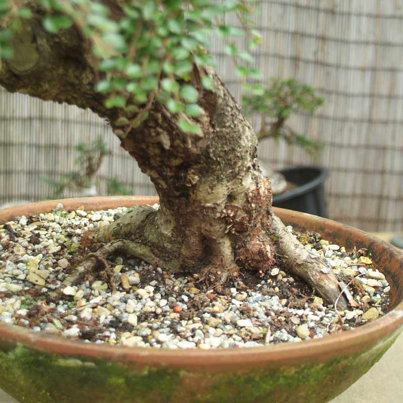Stump it up, or what to look for in Urban Yamadori. Catoni11