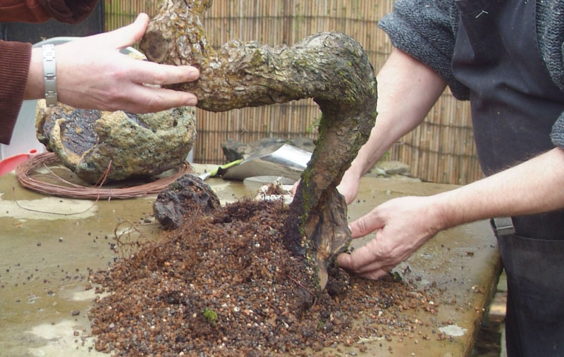 What happened to that Hawthorn from Joy of Bonsai Invers10