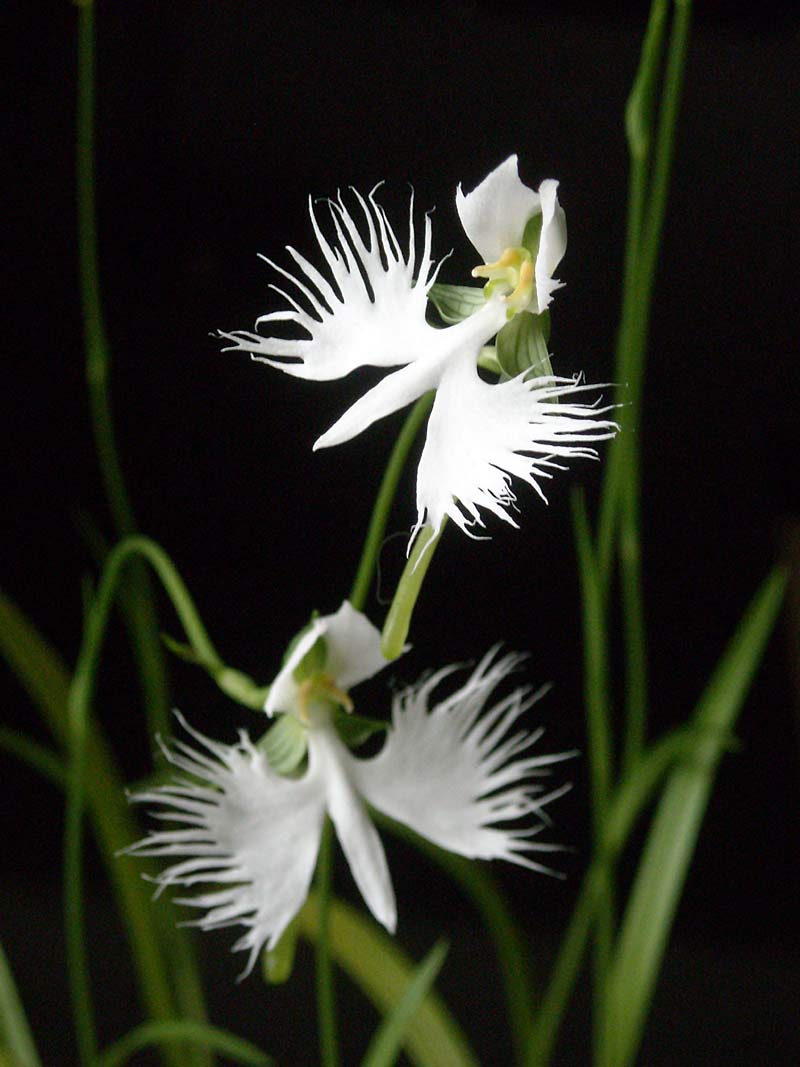 White Egret Orchid accent planting… thanks Wolfie. Orchid10