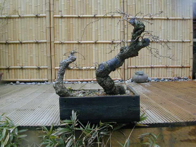 What happened to that Hawthorn from Joy of Bonsai Twin-l10