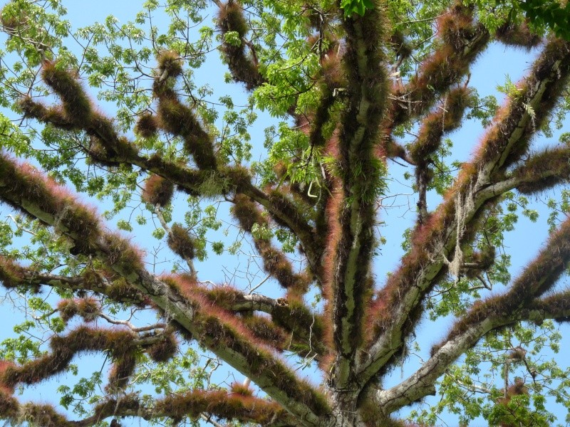 Qu'est-ce une plante epiphyte? P1000726