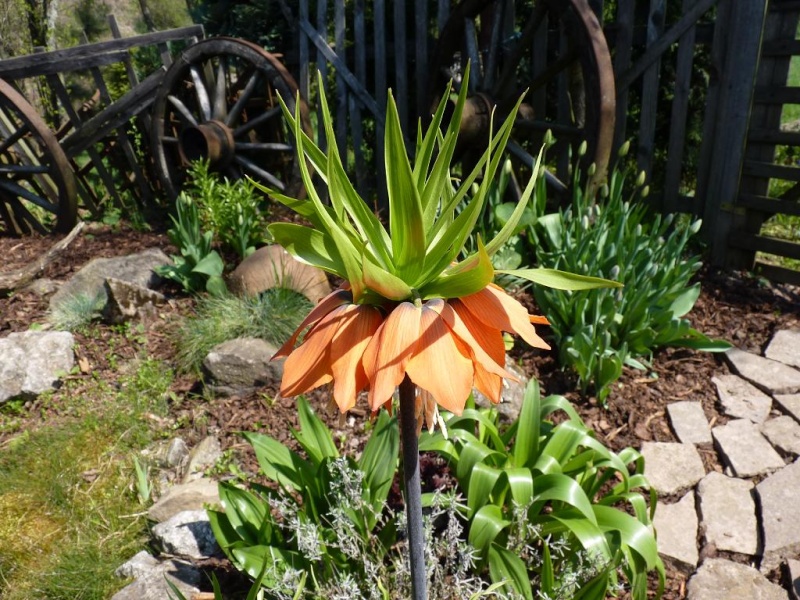 Gärten im Bilde (Echinopsis) - Seite 3 P1150520