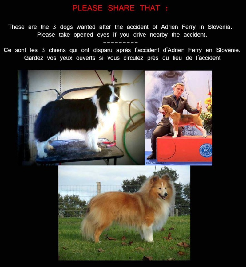Little de Coralie et un autre chien perdu en Slovénie, diffusez svp!! 31006610