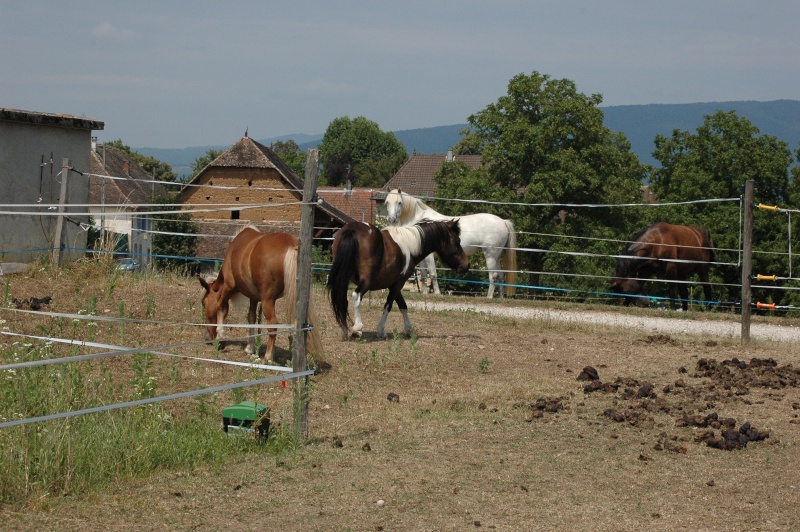 on a mis une petite teigne dans le pres des chevaux : c'est le bordel - Page 5 02810