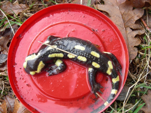 Salamandre Tachetée Dscn8212