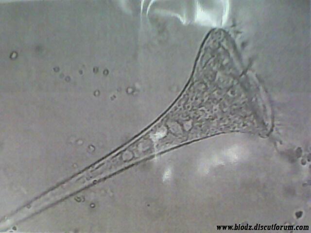 ZOOLOGIE ca se passe comment??? - Page 10 710