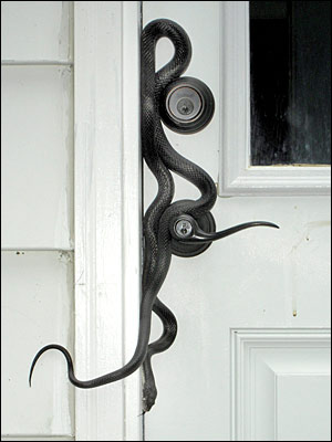 Le serpent des maisons...(photo) 09052910