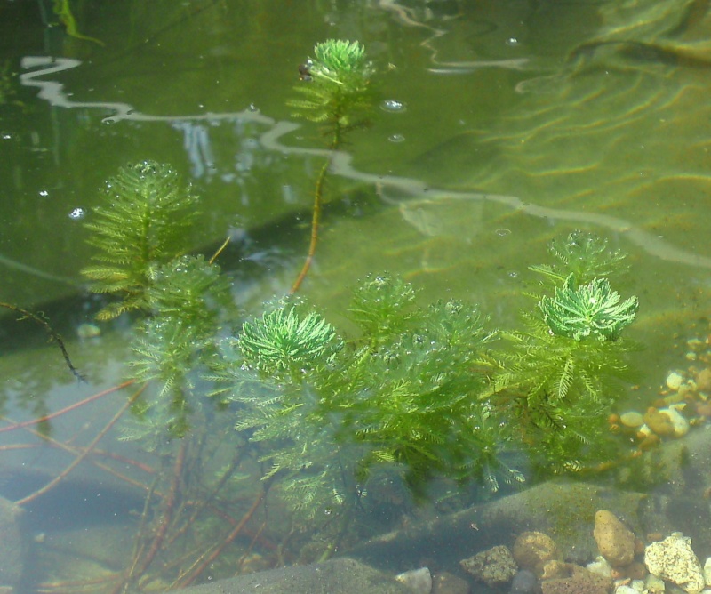 myriophyllum brasiliensise Myriop10