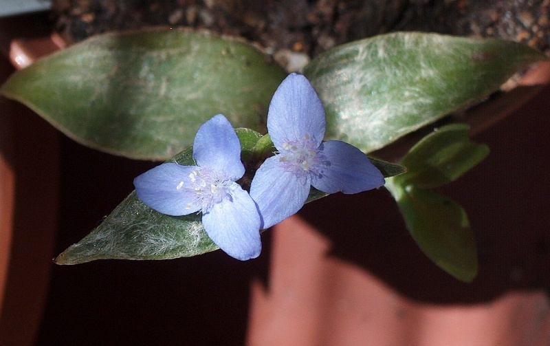 Floraisons de commelinaceae Hpim8310