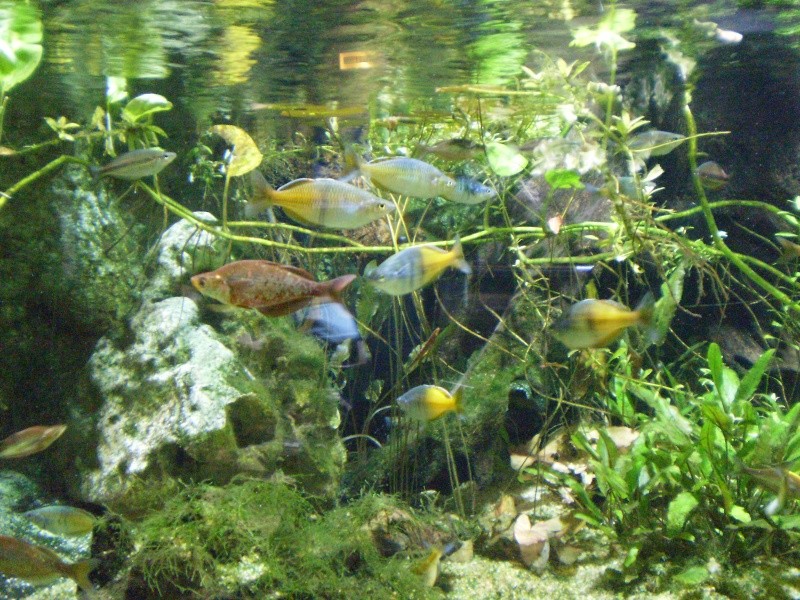 aquarium porte dorée. Pd1110