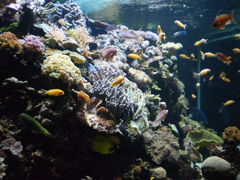 aquarium porte dorée. Pd1510