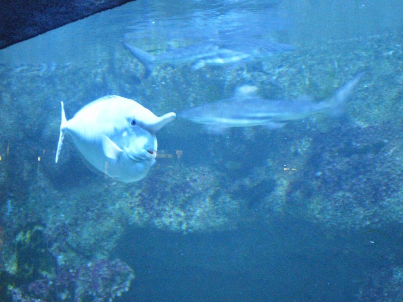 aquarium porte dorée. Pd1610