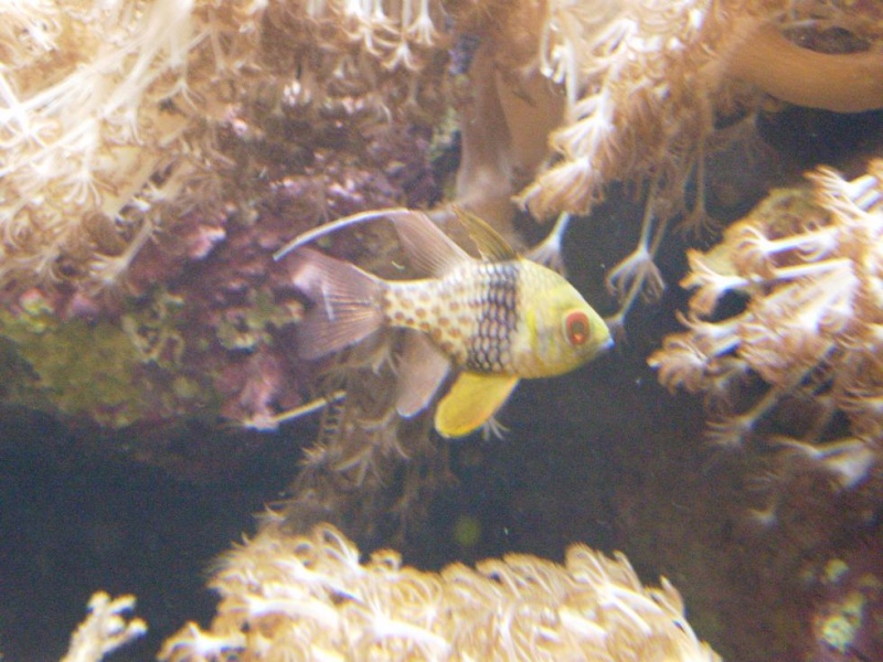 aquarium porte dorée. Pd510