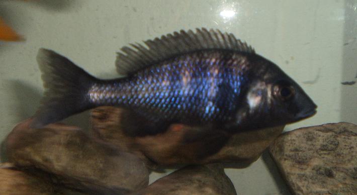 Placidochromis sp. "phénochilus tanzania" Zzz410