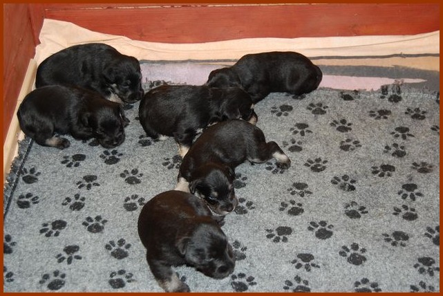 Puppy pictures from our new black silvers Test_015