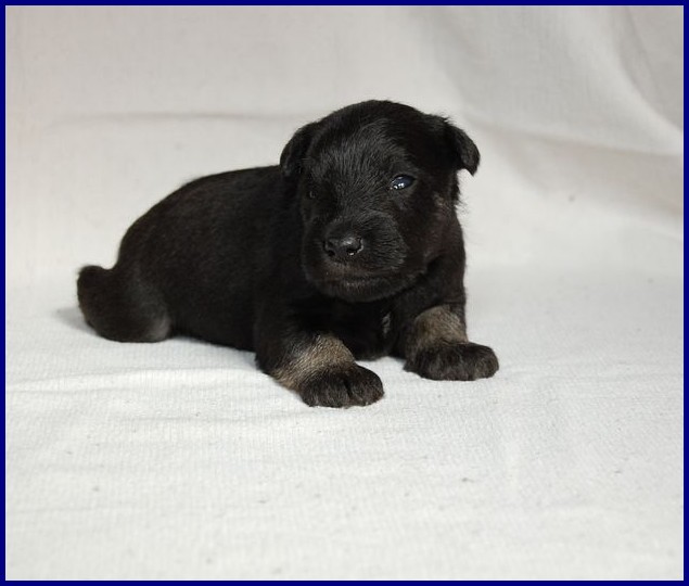 Puppy pictures from our new black silvers Test_018