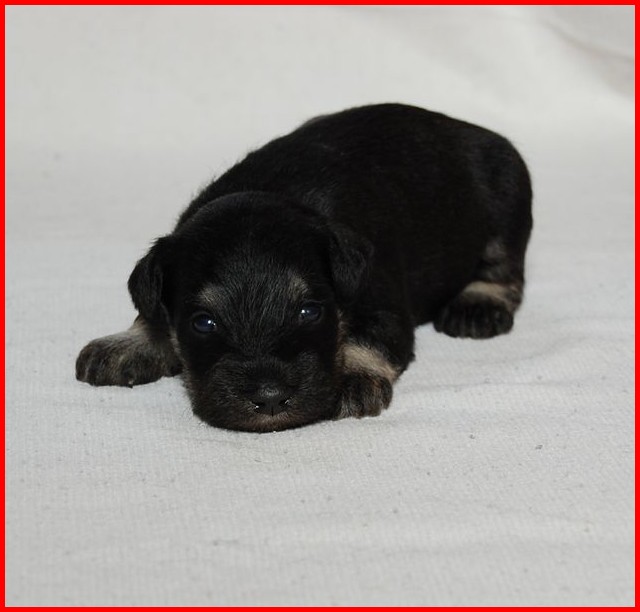 Puppy pictures from our new black silvers Test_021