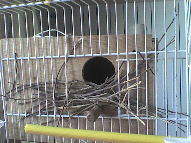 Strano modo di costruire il nido Strano10