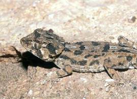 LE GECKO CASQUE - Geckonia Chazaliae Geckon12