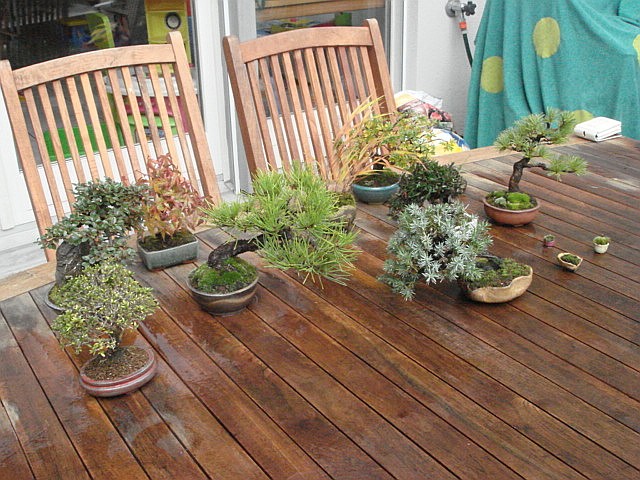 More bonsai from Switzerland Dsc00610