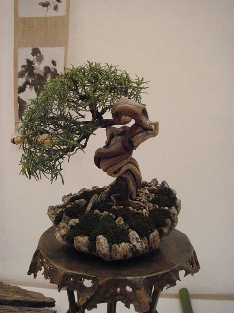 More bonsai from Switzerland Dsc00612