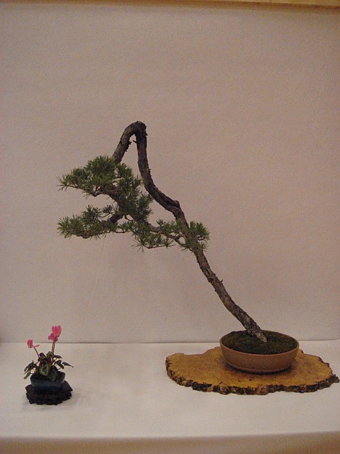 More bonsai from Switzerland Dsc00613