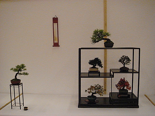More bonsai from Switzerland Dsc00615
