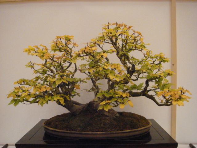 More bonsai from Switzerland Dsc00616