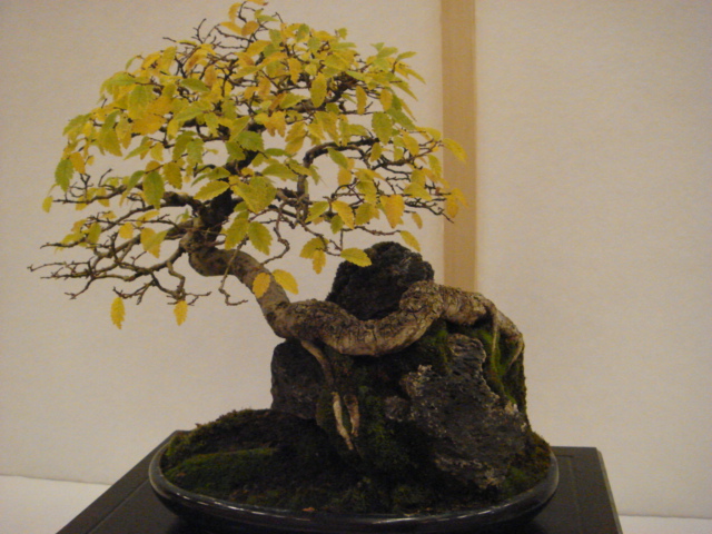 More bonsai from Switzerland Dsc00617