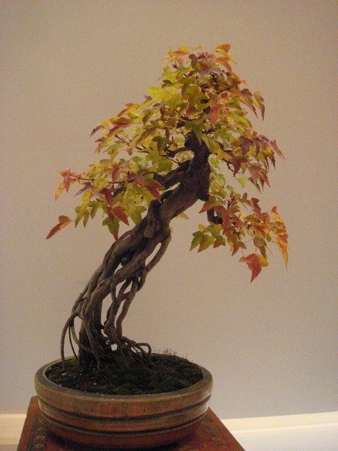 More bonsai from Switzerland Dsc00618