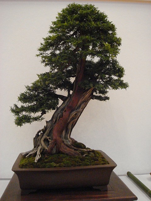 More bonsai from Switzerland Dsc00619