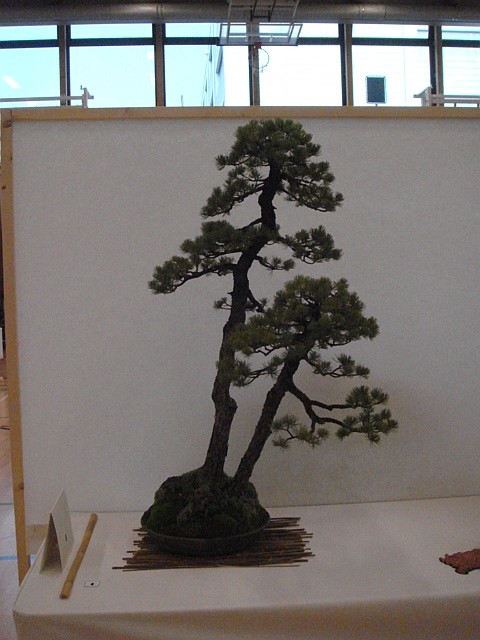 More bonsai from Switzerland Dsc00620
