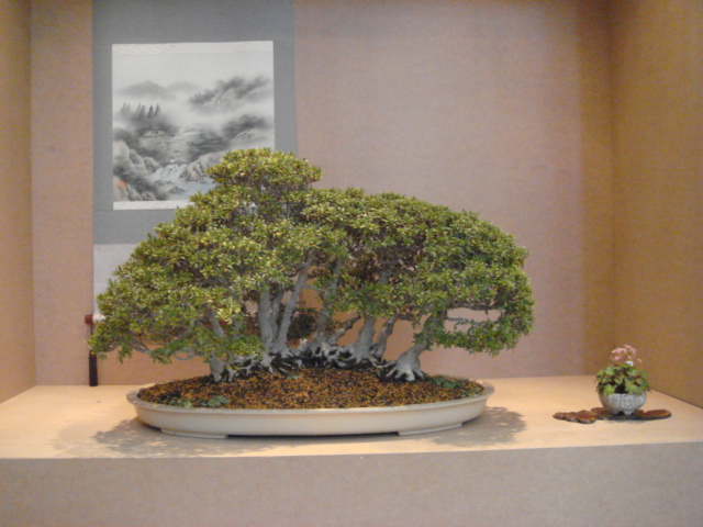 More bonsai from Switzerland Dsc00621