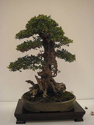 More bonsai from Switzerland