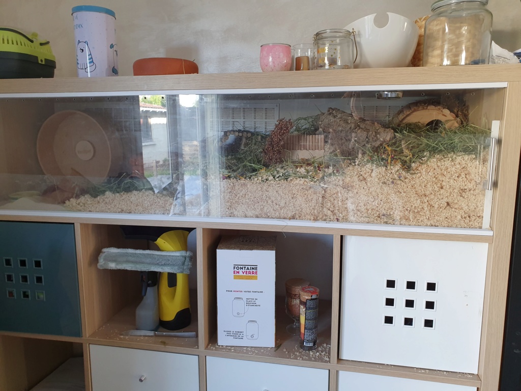 Terrarium fait maison 20190812