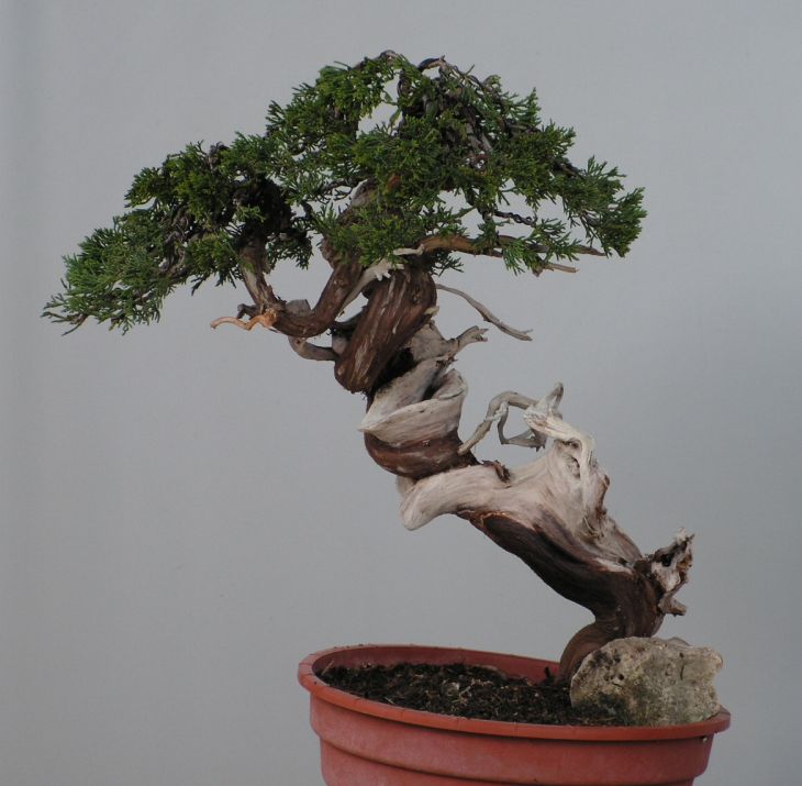 juniperus thurifera yamadori Thur210