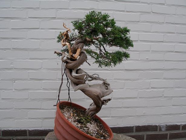 juniperus thurifera yamadori Thur410