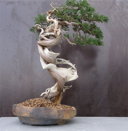 juniperus thurifera yamadori Thur510