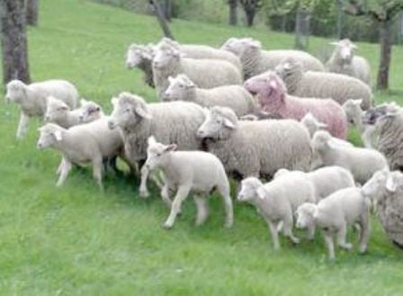 Gračanica - Prodao brucelozno stado ovaca Ovce-b10