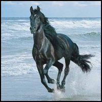 Réserve images chevaux Atalon10