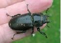 [Dorcus parallelipipedus]identification d'un scarabée Lucane11