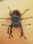 [Dorcus parallelipipedus]identification d'un scarabée Lucane12