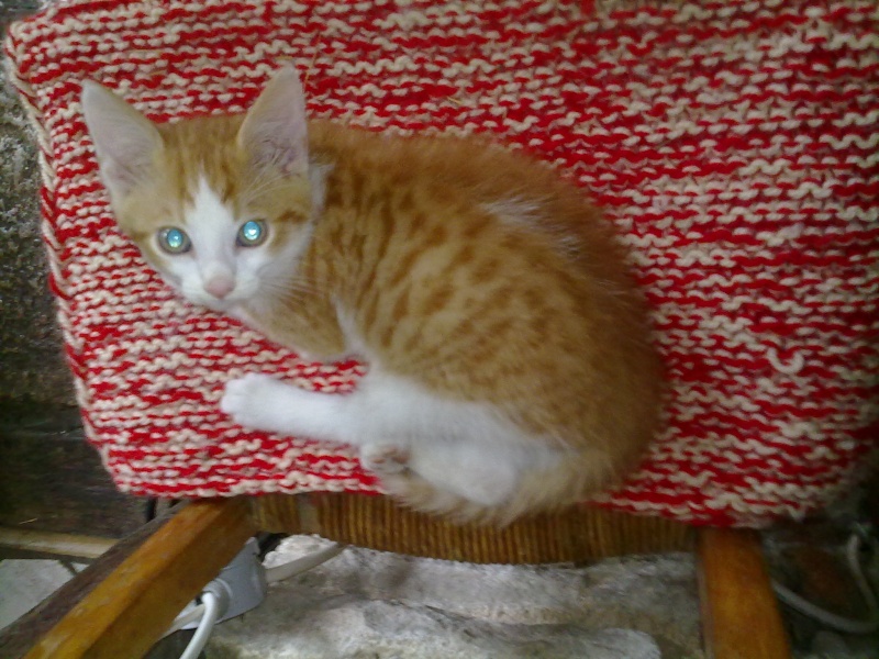 David, petit chaton mâle roux et blanc 17072011
